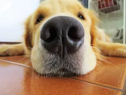 Bob Bob