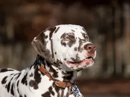 Hugo Hugo