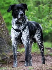 Dakota Dakota