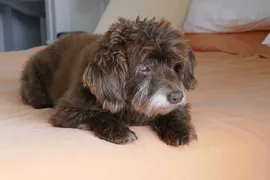Bella Bella