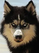 Fura