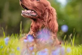 Piyo Piyo
