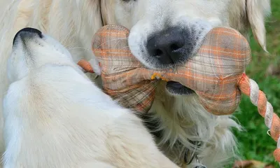 Danka Danka