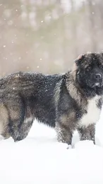 Ziva