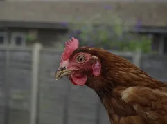 Karu Karu