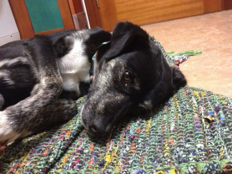 Klaus