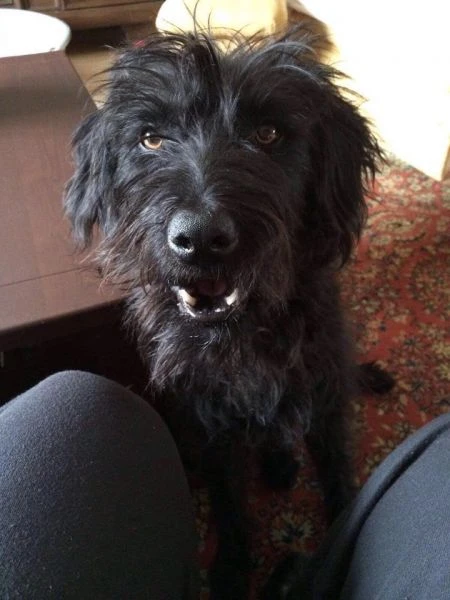 Otto