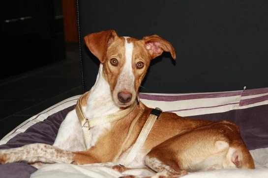 Coco