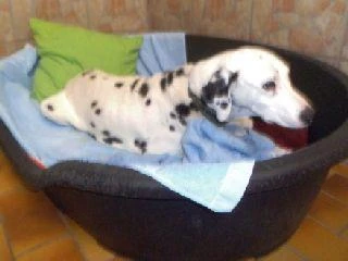 Ambra