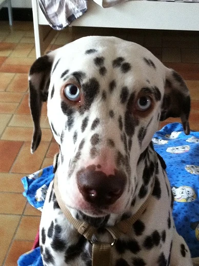 Anka