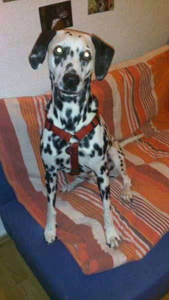 Blanca