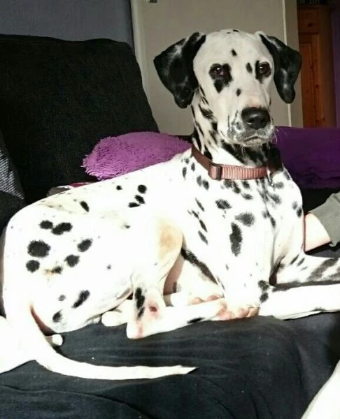 Bruno