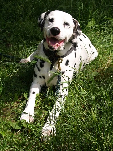 Casper