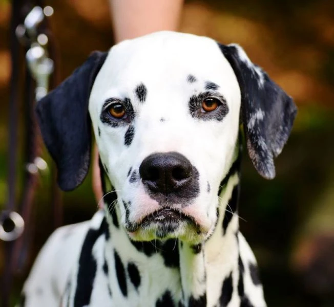 Chulo