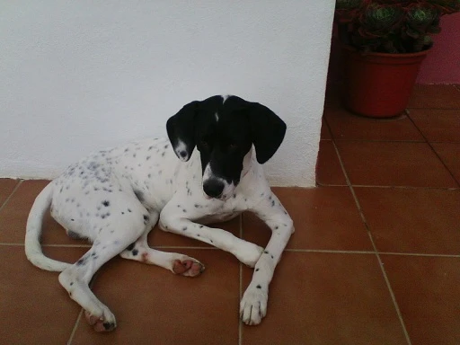 Curro