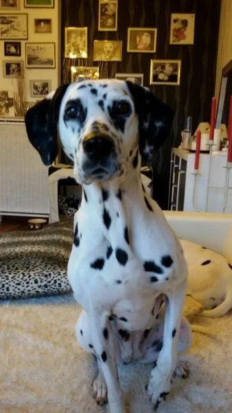 Daisy