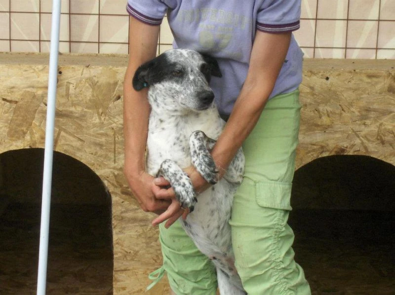 Dalma