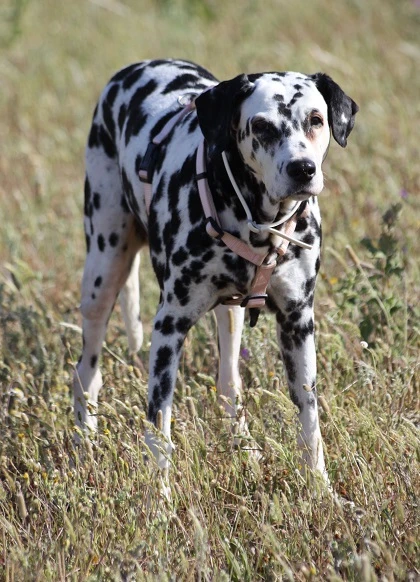Dalmata