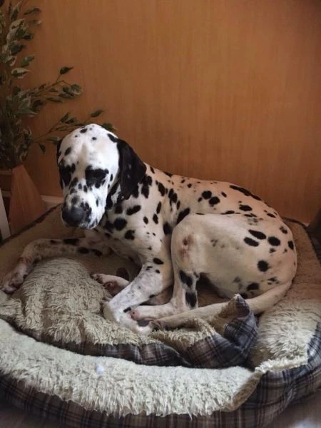 Dalmi