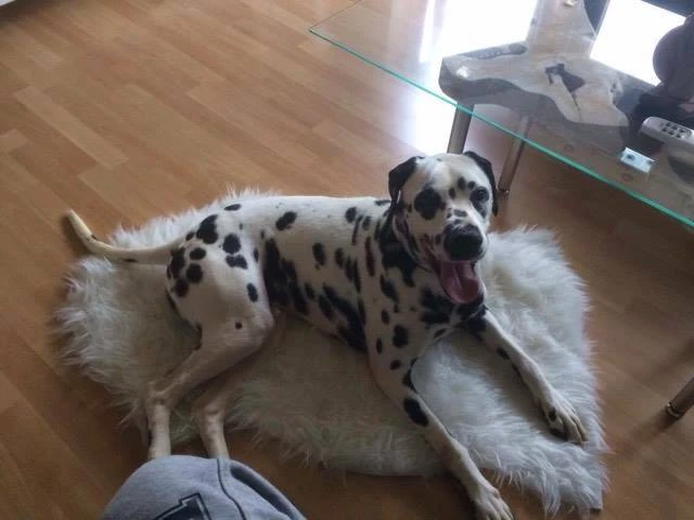 Dani