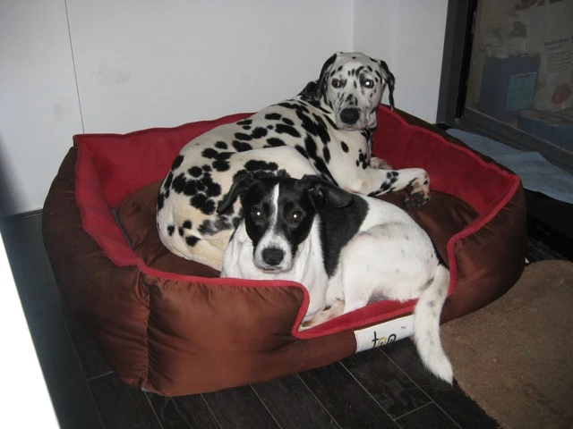 Dax+Sponk