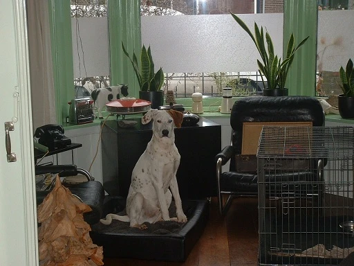 Dexter