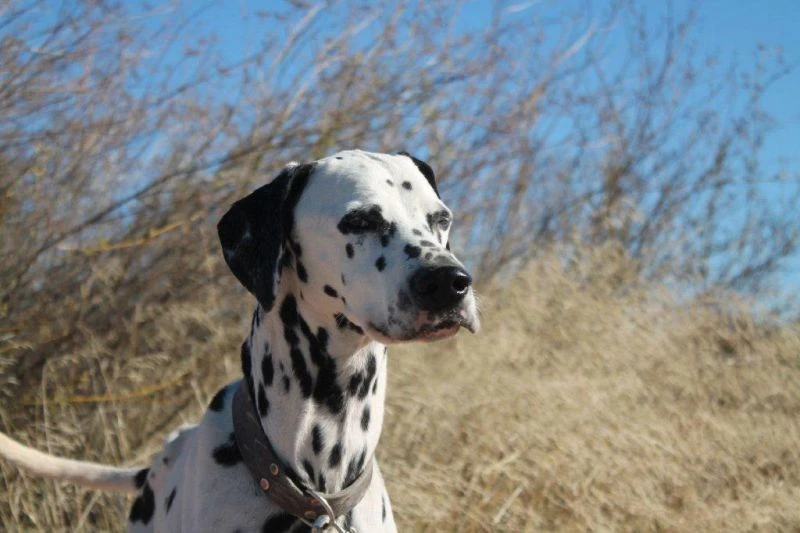 Django