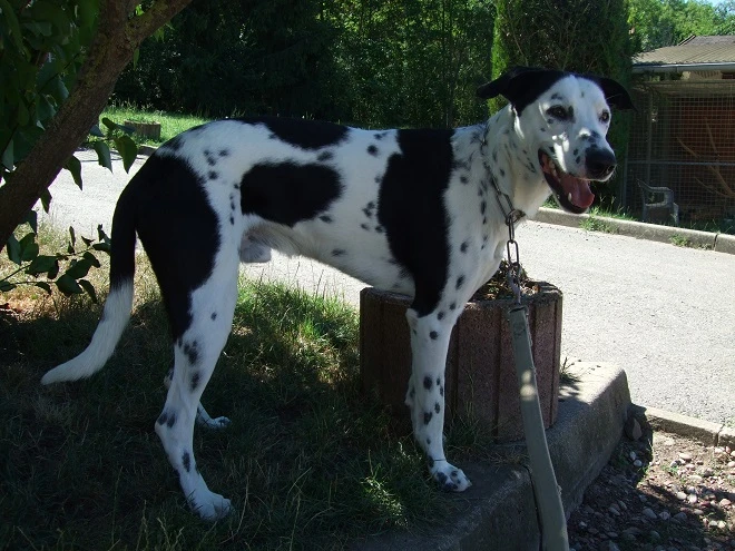 Domino