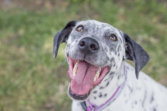 Dotty