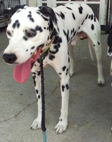 Duke