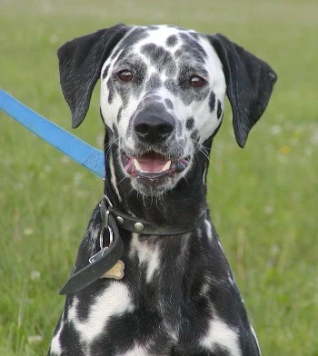 Enzo