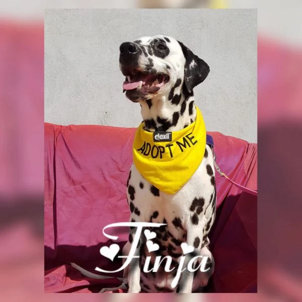 Finja