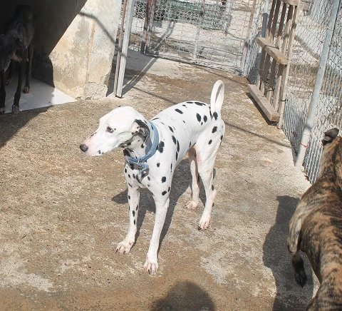 Golfo
