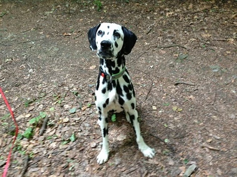 Heidi