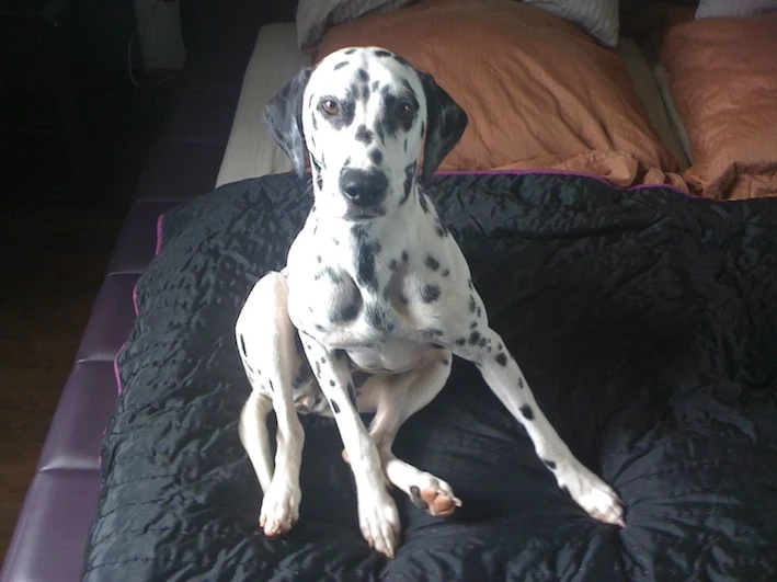 stella