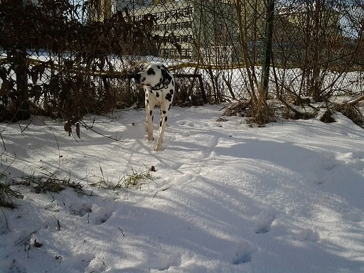 Jakob