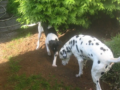 Jane Jane