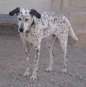 Junior
