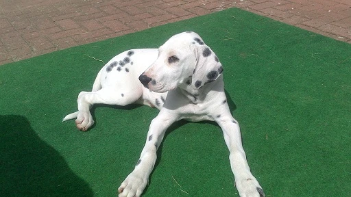 Murphy2