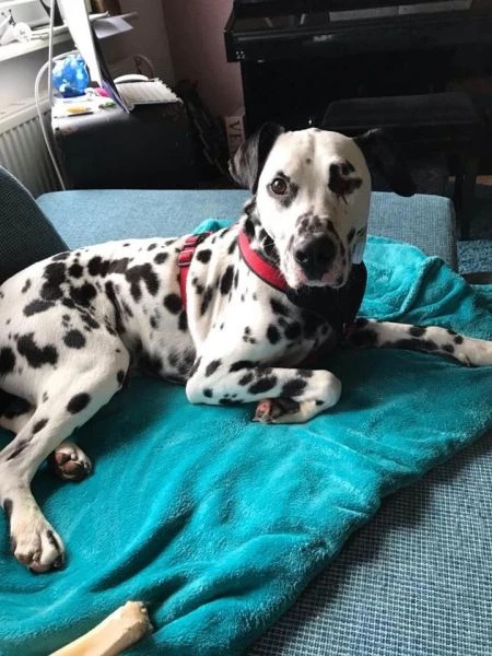 Maizie