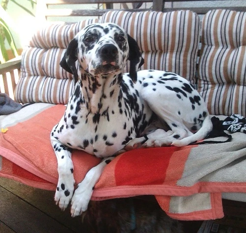 Manchas