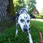 Maycha