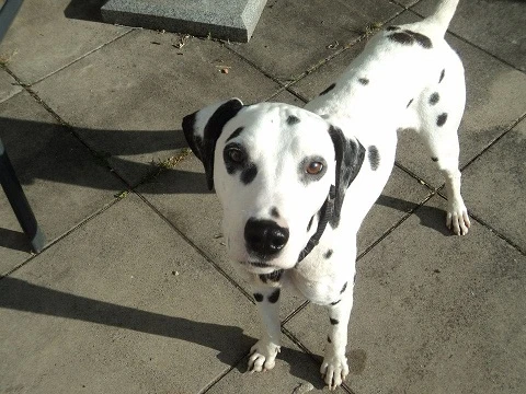 Merlin Merlin