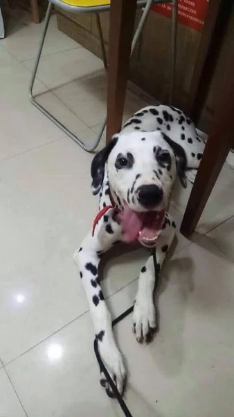 Mico Mico