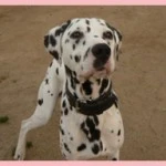 Murphy