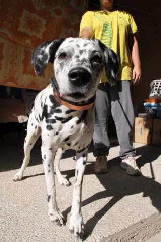 /tl_files/hunde/Nala/NalaSP.webp