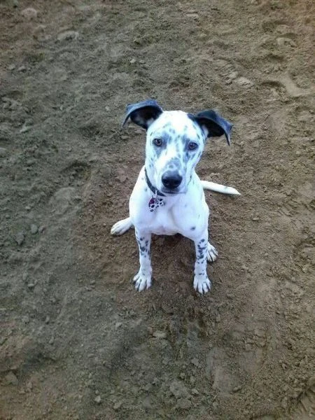 Nilo