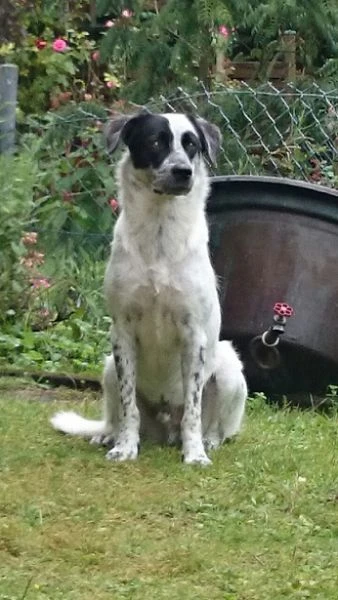 Oskar