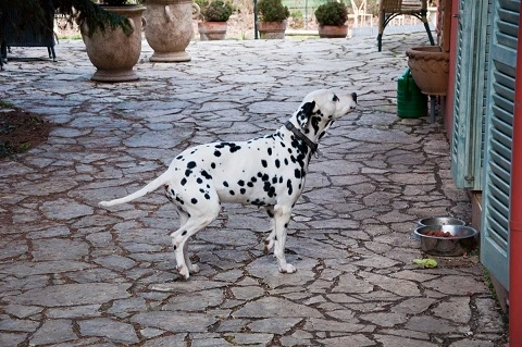 Otto