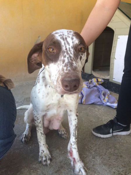 Paloma